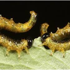 Attēlu rezultāti vaicājumam “Argidae larva”