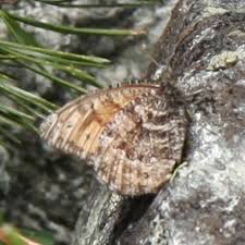 Attēlu rezultāti vaicājumam “Oeneis jutta underside”