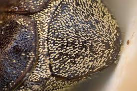 Attēlu rezultāti vaicājumam “Hoplia graminicola”