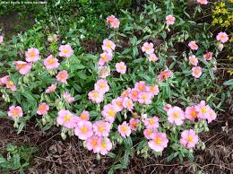 Attēlu rezultāti vaicājumam “Helianthemum x hybridum flower”