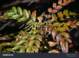 Attēlu rezultāti vaicājumam “Berberidaceae”