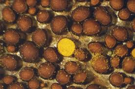 Attēlu rezultāti vaicājumam “Perichaena corticalis macro”