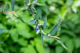 Attēlu rezultāti vaicājumam “Lonicera caerulea var. pallasii”