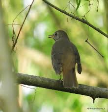 Image result for Catharus minimus