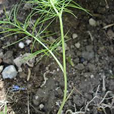 Image result for Nigella damascena