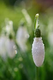Attēlu rezultāti vaicājumam “Galanthus nivalis bud”