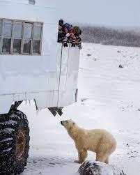 Image result for tundra buggy