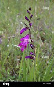 Attēlu rezultāti vaicājumam “Gladiolus imbricatus flower”