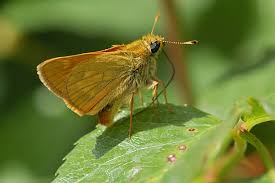 Attēlu rezultāti vaicājumam “Ochlodes sylvanus underside”