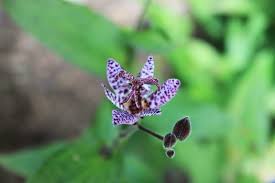 Image result for Tricyrtis `Black Beauty`