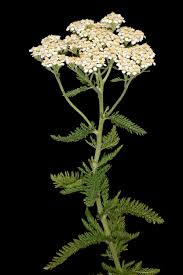 Attēlu rezultāti vaicājumam “Achillea millefolium leaf”