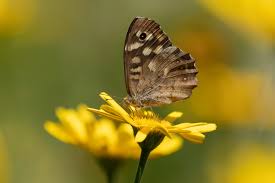 Attēlu rezultāti vaicājumam “Pararge aegeria underside”