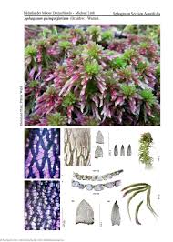 Attēlu rezultāti vaicājumam “Sphagnum quinquefarium”