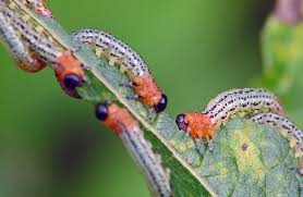 Attēlu rezultāti vaicājumam “Nematus salicis”