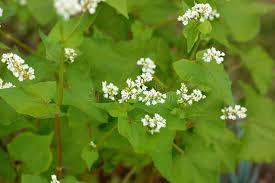 Attēlu rezultāti vaicājumam “Fagopyrum esculentum leaf”