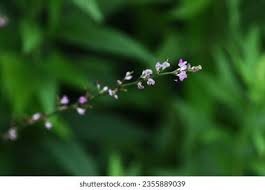 Attēlu rezultāti vaicājumam “Liceaceae”