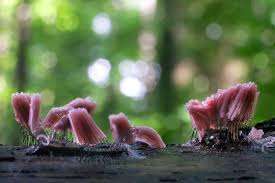 Attēlu rezultāti vaicājumam “Stemonitis foliicola stalked”