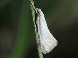 Attēlu rezultāti vaicājumam “Elachista argentella”