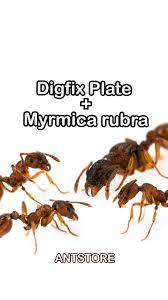 Attēlu rezultāti vaicājumam “Myrmica rubra”