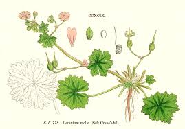 Attēlu rezultāti vaicājumam “Geranium molle”