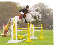 Irish Sport Horse | Horse Reference - irish-draught