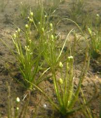 Attēlu rezultāti vaicājumam “Subularia aquatica”