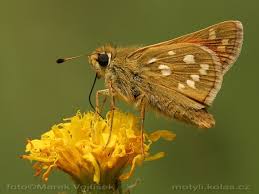 Attēlu rezultāti vaicājumam “Hesperia comma male”