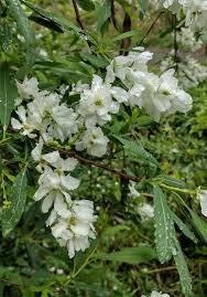 Attēlu rezultāti vaicājumam “Exochorda giraldii var. wilsonii”