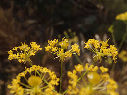 Attēlu rezultāti vaicājumam “Chaerophyllum aromaticum flower”