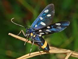 Attēlu rezultāti vaicājumam “Arctiidae”