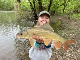 Image result for Moxostoma carinatum