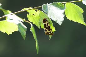 Attēlu rezultāti vaicājumam “Arctia caja larva”