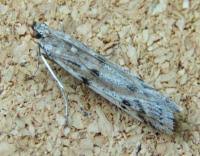 Attēlu rezultāti vaicājumam “Phycitodes binaevella”