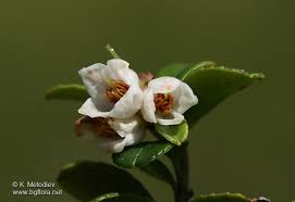 Attēlu rezultāti vaicājumam “Vaccinium vitis-idaea bud”