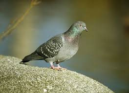 Attēlu rezultāti vaicājumam “Columba livia f. domestica adult”