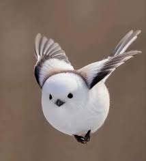 Attēlu rezultāti vaicājumam “Aegithalos caudatus”