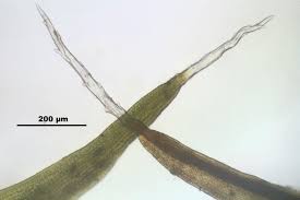Attēlu rezultāti vaicājumam “Grimmia muehlenbeckii”