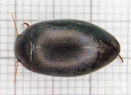 Attēlu rezultāti vaicājumam “Ilybius sp.”