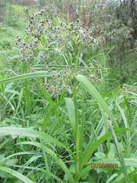 Attēlu rezultāti vaicājumam “Scirpus sylvaticus”