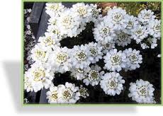 Image result for Schleifenblume