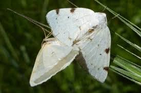 Attēlu rezultāti vaicājumam “Lomographa bimaculata”