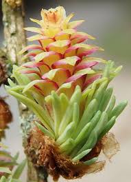 Attēlu rezultāti vaicājumam “Larix kaempferi female flower”