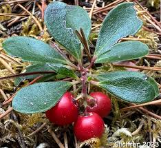 Attēlu rezultāti vaicājumam “Arctostaphylos uva-ursi fruit”