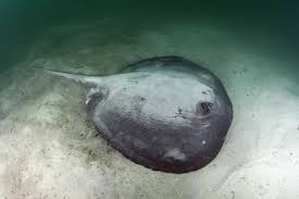 Image result for Hypanus longus