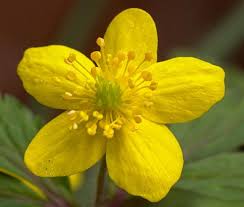 Attēlu rezultāti vaicājumam “Anemone ranunculoides bud”