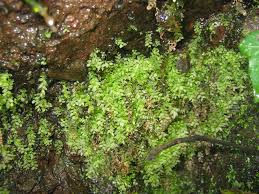 Attēlu rezultāti vaicājumam “Mnium stellare”