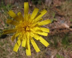 Attēlu rezultāti vaicājumam “Hieracium murorum flower”