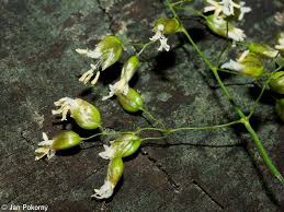 Attēlu rezultāti vaicājumam “Hierochloe odorata flower”