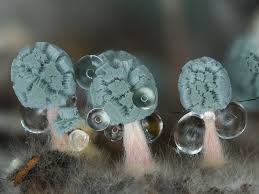 Attēlu rezultāti vaicājumam “Penicillium vulpinum”