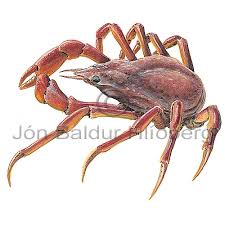 Image result for Hyas araneus